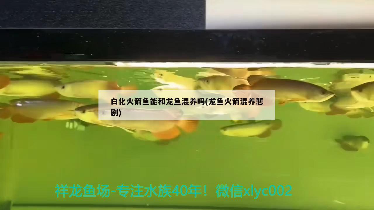 白化火箭魚能和龍魚混養(yǎng)嗎(龍魚火箭混養(yǎng)悲劇) 白化火箭