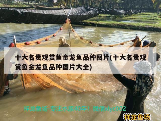 十大名貴觀賞魚金龍魚品種圖片(十大名貴觀賞魚金龍魚品種圖片大全) 黑帝王魟魚