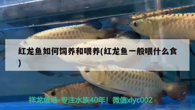 添加了幾條錦鯉 皇冠黑白魟魚 第2張