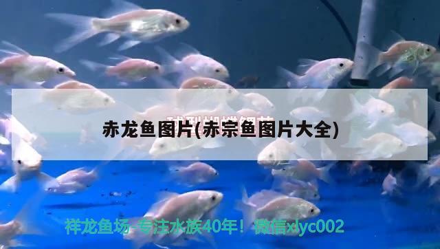 紅龍魚和虎魚混養(yǎng)視頻播放大全(紅龍魚和虎魚混養(yǎng)視頻播放大全集)