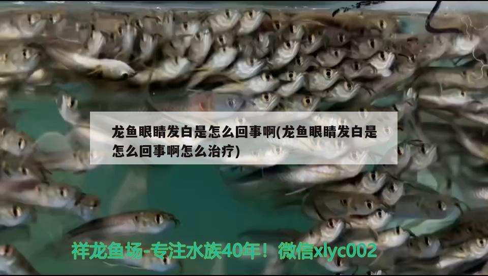 龍魚眼睛發(fā)白是怎么回事啊(龍魚眼睛發(fā)白是怎么回事啊怎么治療) 南美異形觀賞魚