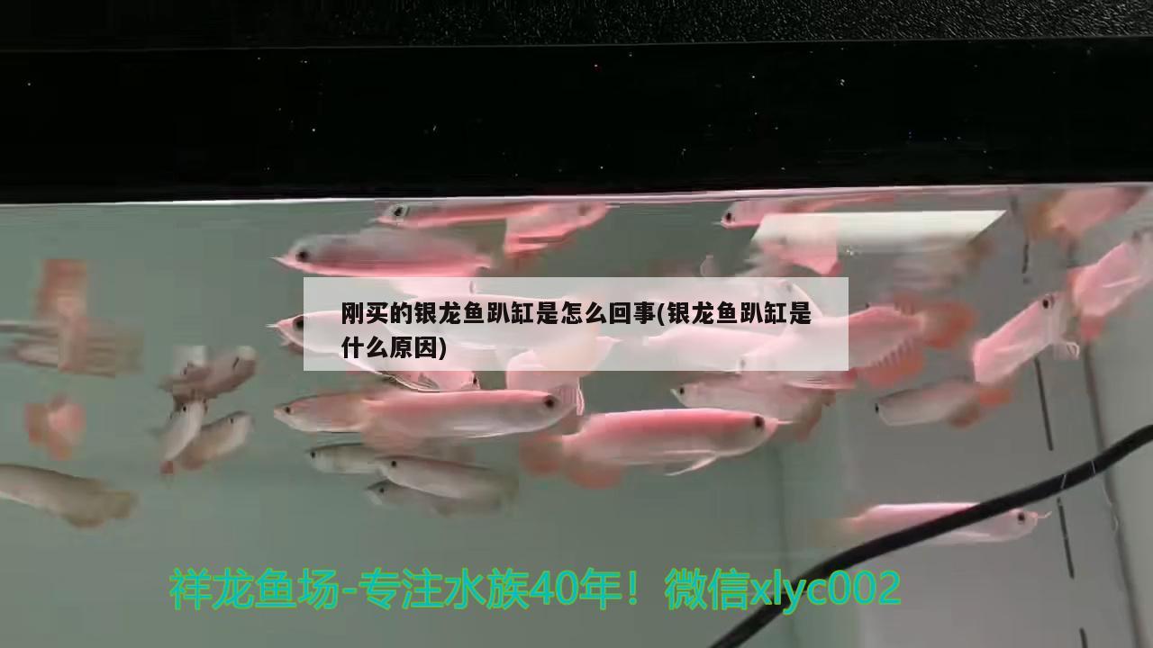 剛買的銀龍魚趴缸是怎么回事(銀龍魚趴缸是什么原因) 銀龍魚百科