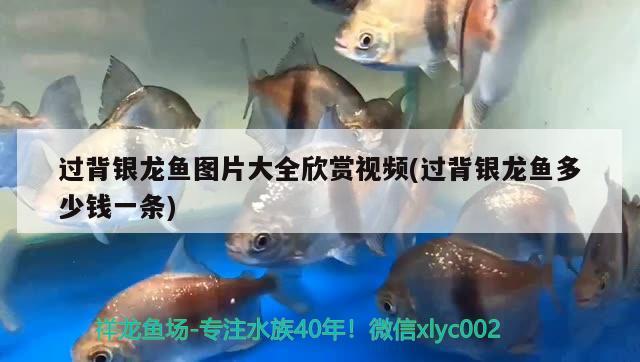 過背銀龍魚圖片大全欣賞視頻(過背銀龍魚多少錢一條)