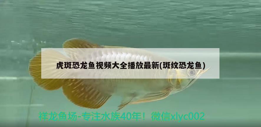 虎斑恐龍魚視頻大全播放最新(斑紋恐龍魚)