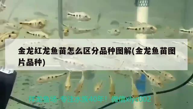 龍魚養(yǎng)殖溫度是多少度：養(yǎng)龍魚的水溫多少度