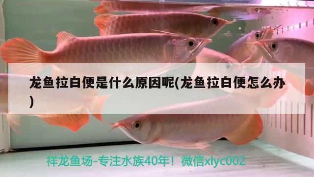 龍魚拉白便是什么原因呢(龍魚拉白便怎么辦) 星點金龍魚