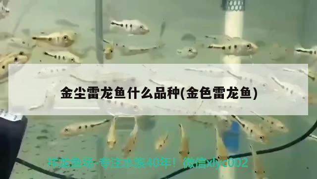 金塵雷龍魚什么品種(金色雷龍魚) 招財(cái)戰(zhàn)船魚