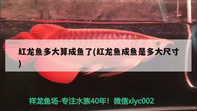 紅龍魚多大算成魚了(紅龍魚成魚是多大尺寸) 魟魚百科