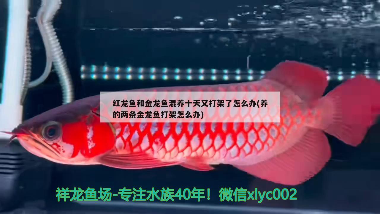 紅龍魚和金龍魚混養(yǎng)十天又打架了怎么辦(養(yǎng)的兩條金龍魚打架怎么辦) 白化巴西龜（白巴）