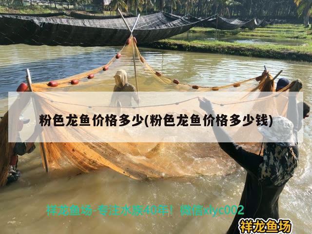 半月斗魚怎么養(yǎng)，新手斗魚養(yǎng)馬尾還是半月好 觀賞魚 第1張