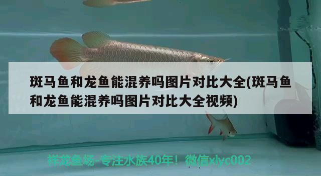 金龍魚溫州總代理在哪里?。ㄓ惺裁葱×闶持档猛扑]） 稀有金龍魚 第3張