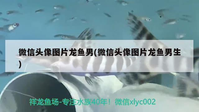 微信頭像圖片龍魚男(微信頭像圖片龍魚男生) 印尼三紋虎