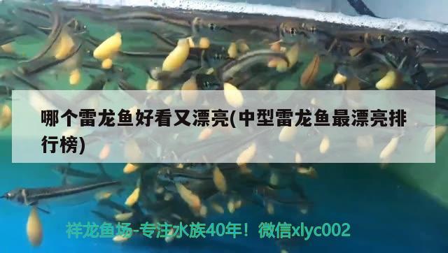 哪個雷龍魚好看又漂亮(中型雷龍魚最漂亮排行榜) 魚缸水質穩(wěn)定劑 第2張