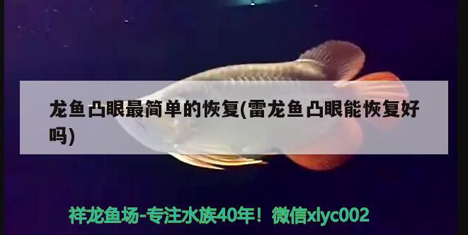 龍魚凸眼最簡單的恢復(雷龍魚凸眼能恢復好嗎) 羅漢魚