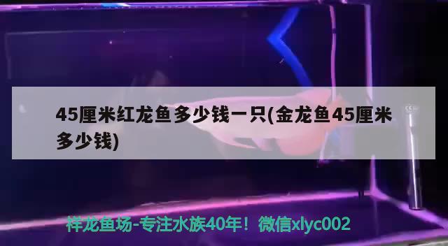 45厘米紅龍魚多少錢一只(金龍魚45厘米多少錢)