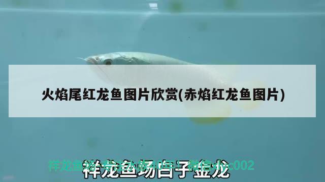 火焰尾紅龍魚圖片欣賞(赤焰紅龍魚圖片) 水族維護服務(wù)（上門）