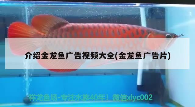 介紹金龍魚廣告視頻大全(金龍魚廣告片) 粗線銀版魚苗