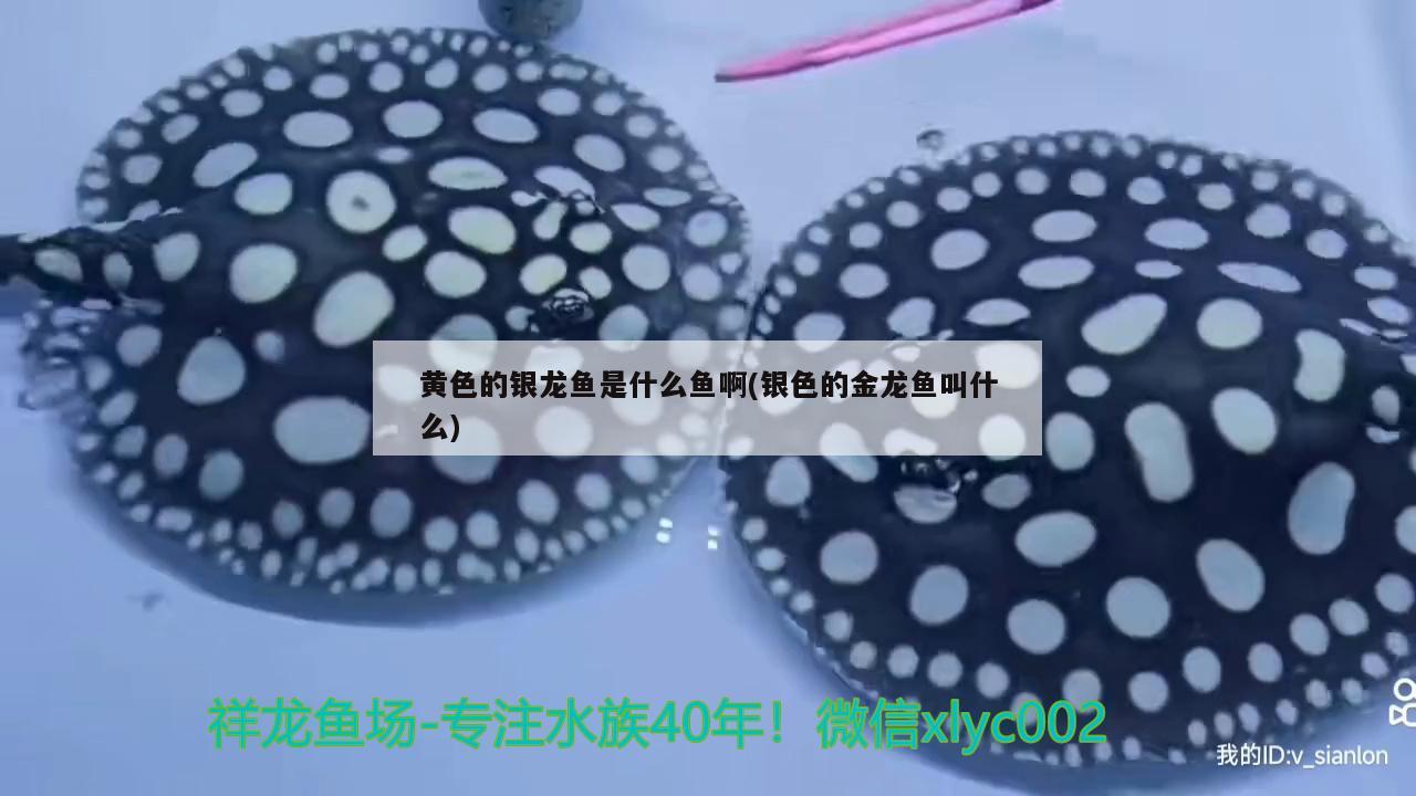 黃色的銀龍魚(yú)是什么魚(yú)啊(銀色的金龍魚(yú)叫什么) 銀龍魚(yú)