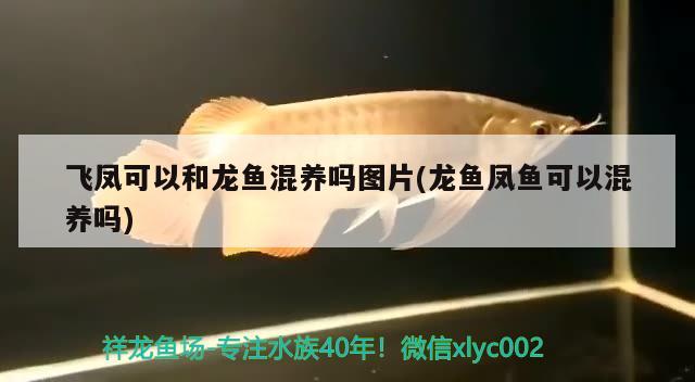 飛鳳可以和龍魚混養(yǎng)嗎圖片(龍魚鳳魚可以混養(yǎng)嗎) 戰(zhàn)車紅龍魚