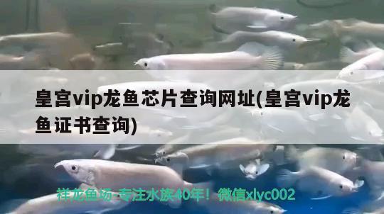 大興安嶺魚缸訂做(大興安嶺狗魚) 印尼紅龍魚