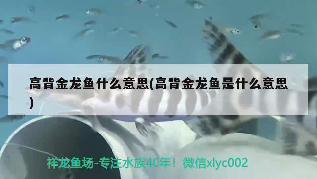 高背金龍魚什么意思(高背金龍魚是什么意思) 高背金龍魚