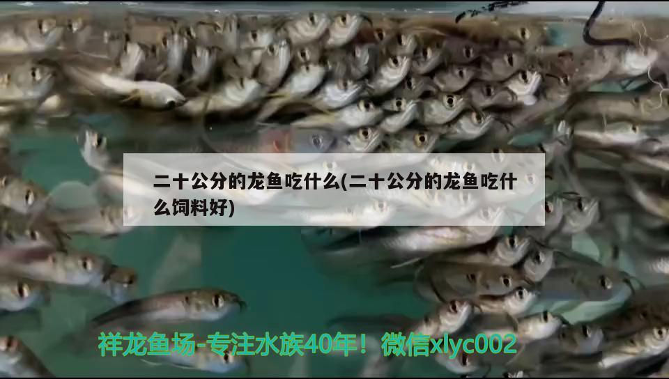 二十公分的龍魚吃什么(二十公分的龍魚吃什么飼料好)