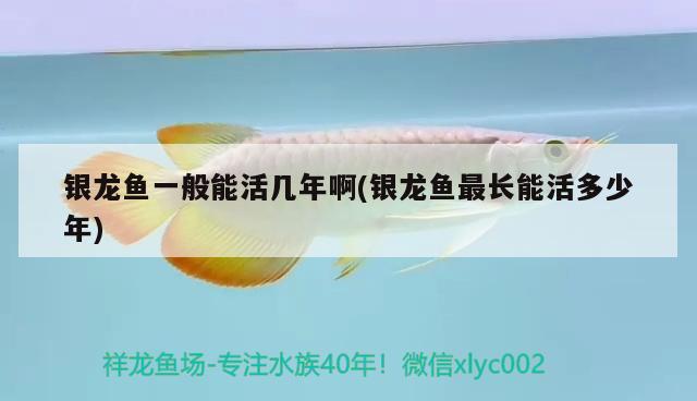 銀龍魚一般能活幾年啊(銀龍魚最長能活多少年)