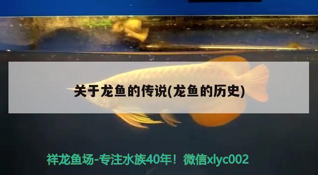 關(guān)于龍魚的傳說(龍魚的歷史) 金頭過背金龍魚