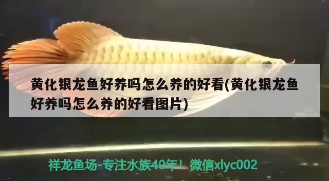 銀龍魚嘴爛了怎么回事啊，銀龍魚嘴爛了一星期能長好嗎