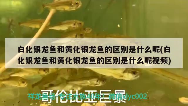 白化銀龍魚和黃化銀龍魚的區(qū)別是什么呢(白化銀龍魚和黃化銀龍魚的區(qū)別是什么呢視頻) 銀龍魚