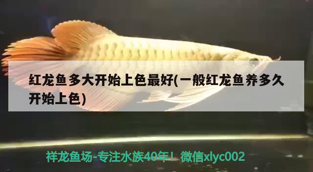 紅龍魚(yú)多大開(kāi)始上色最好(一般紅龍魚(yú)養(yǎng)多久開(kāi)始上色) 魚(yú)缸清潔用具