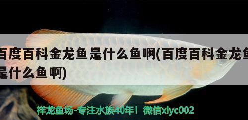 百度百科金龍魚是什么魚啊(百度百科金龍魚是什么魚啊) 黃金招財(cái)貓魚