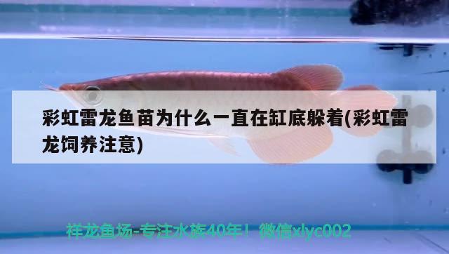 龍魚在哪里可以釣到原神的（龍魚在哪里可以釣到原神的魚）