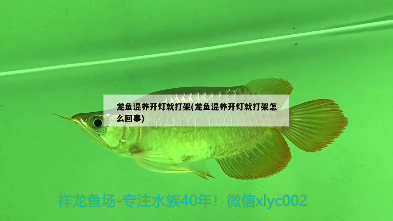 龍魚混養(yǎng)開燈就打架(龍魚混養(yǎng)開燈就打架怎么回事) 七紋巨鯉魚