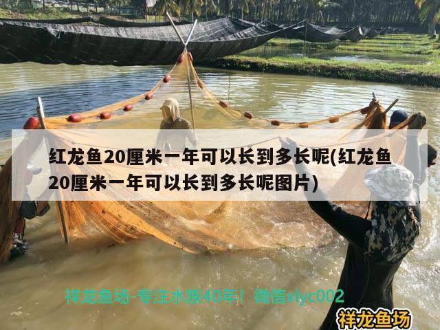 紅龍魚20厘米一年可以長(zhǎng)到多長(zhǎng)呢(紅龍魚20厘米一年可以長(zhǎng)到多長(zhǎng)呢圖片)