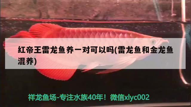 紅帝王雷龍魚養(yǎng)一對可以嗎(雷龍魚和金龍魚混養(yǎng))