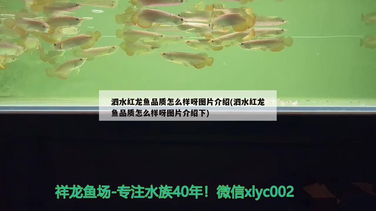 泗水紅龍魚(yú)品質(zhì)怎么樣呀圖片介紹(泗水紅龍魚(yú)品質(zhì)怎么樣呀圖片介紹下) 泗水龍魚(yú)