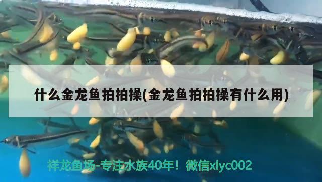 什么金龍魚(yú)拍拍操(金龍魚(yú)拍拍操有什么用)