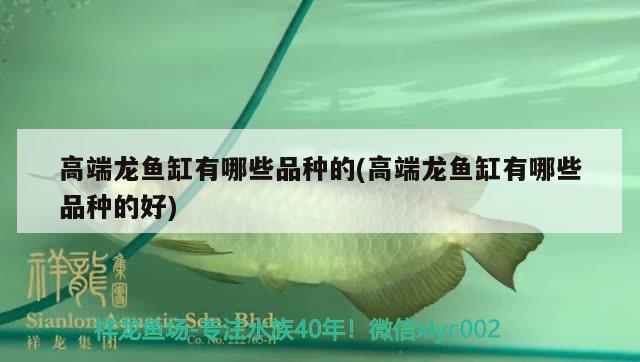 高端龍魚缸有哪些品種的(高端龍魚缸有哪些品種的好)