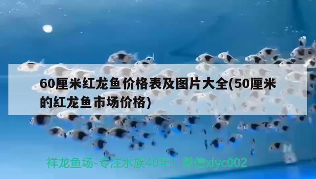 60厘米紅龍魚(yú)價(jià)格表及圖片大全(50厘米的紅龍魚(yú)市場(chǎng)價(jià)格) 福魟魟魚(yú) 第2張