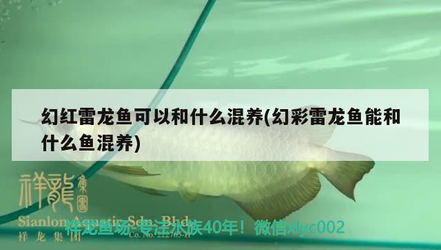 銀川二手魚缸出售電話地址在哪里：銀川定做魚缸電話 觀賞魚市場(chǎng) 第2張