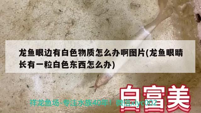 龍魚眼邊有白色物質怎么辦啊圖片(龍魚眼睛長有一粒白色東西怎么辦) 硝化細菌