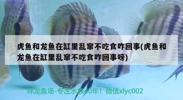 虎魚和龍魚在缸里亂竄不吃食咋回事(虎魚和龍魚在缸里亂竄不吃食咋回事呀) 虎魚百科