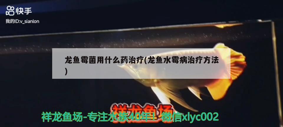 龍魚霉菌用什么藥治療(龍魚水霉病治療方法)