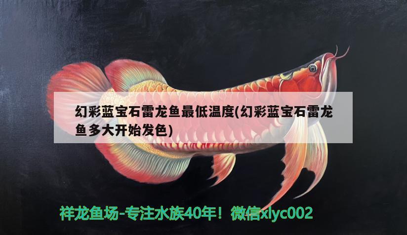 幻彩藍(lán)寶石雷龍魚最低溫度(幻彩藍(lán)寶石雷龍魚多大開始發(fā)色) 玫瑰銀版魚