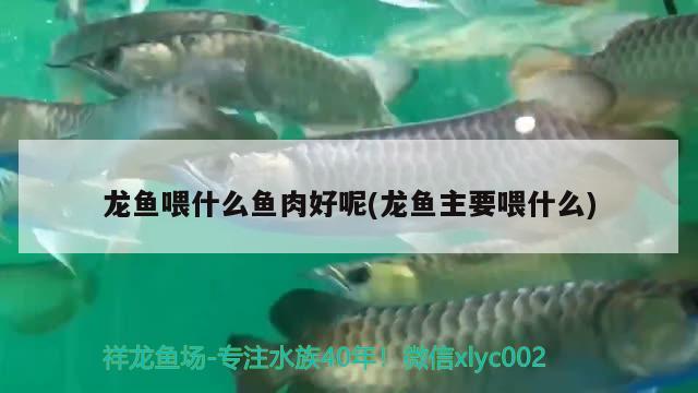 龍魚(yú)喂什么魚(yú)肉好呢(龍魚(yú)主要喂什么)