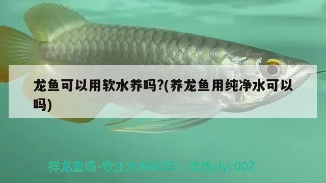 龍魚可以用軟水養(yǎng)嗎?(養(yǎng)龍魚用純凈水可以嗎)