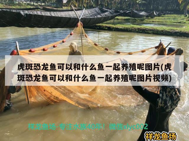 虎斑恐龍魚可以和什么魚一起養(yǎng)殖呢圖片(虎斑恐龍魚可以和什么魚一起養(yǎng)殖呢圖片視頻)