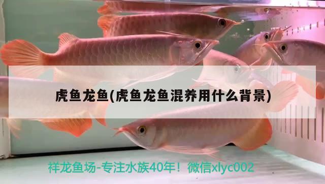 虎魚(yú)龍魚(yú)(虎魚(yú)龍魚(yú)混養(yǎng)用什么背景) 虎魚(yú)百科