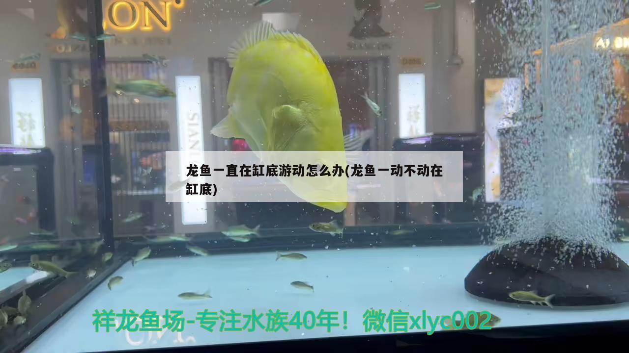 龍魚一直在缸底游動怎么辦(龍魚一動不動在缸底)